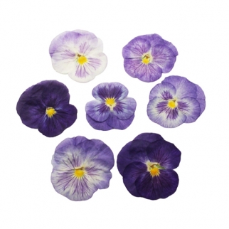 Цветы обезвоженные съедобные - "Виола, Райский цветок, плоские" (Упаковка ~20 шт.) фото 13285