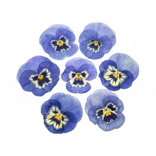 Цветы обезвоженные съедобные - "Виола, Ледяная сказка ночь, плоские" (Упаковка ~20 шт.) фото 13283
